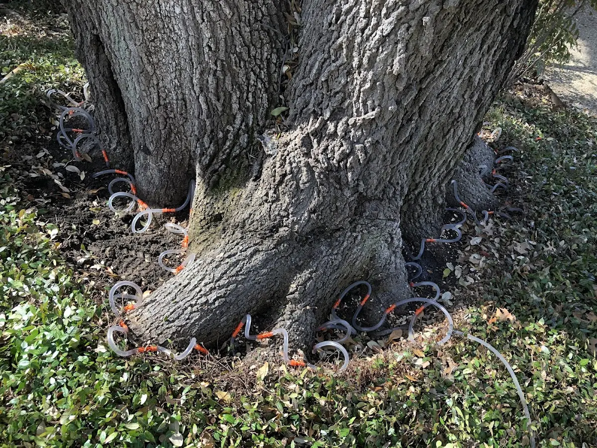 Detailed Tree Cabling and Bracing job site in San Pablo