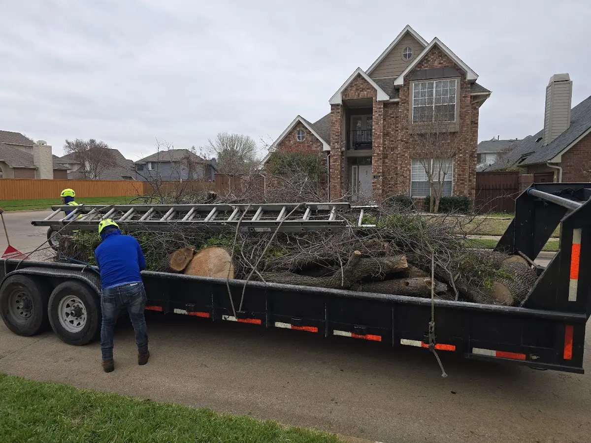 Expert Tree Removal with proper safety equipment in San Pablo